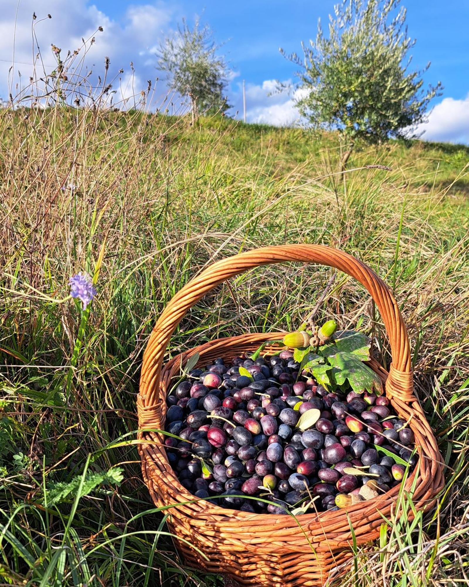 Agriturismo Riva Beata Cavaso Del Tomba エクステリア 写真